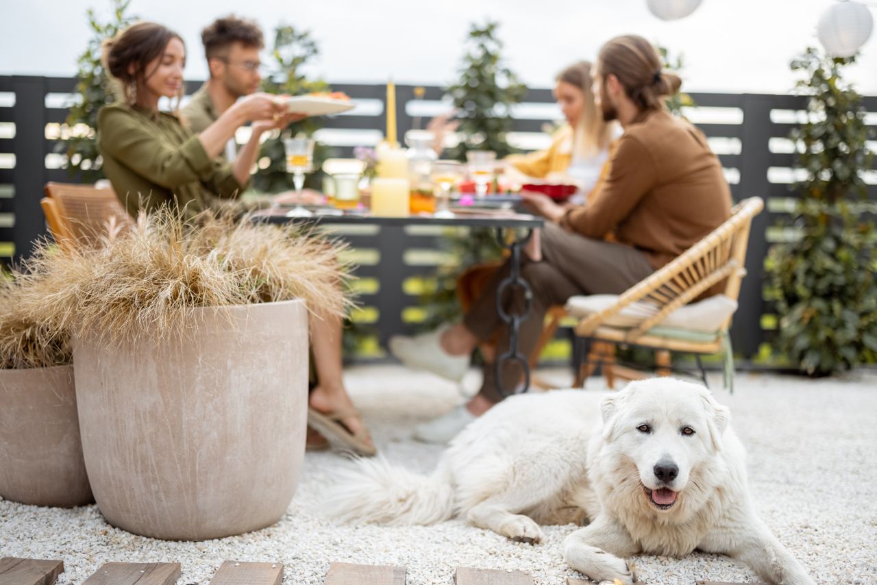 The image shows a relaxed outdoor setting with a group of four people enjoying a meal at a patio table. The focus is on a large white dog lying on the ground, looking content. In the foreground, there are large potted plants with dry grass. The patio is decorated with modern furniture and features greenery in the background, creating a cozy and inviting atmosphere. 
