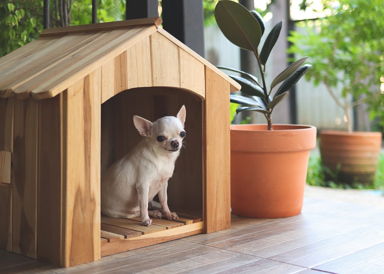 The image shows a small white chihuahua sitting inside a wooden dog house. Next to the dog house, there is a potted plant. The setting appears to be an outdoor patio with greenery in the background, creating a cozy and pet-friendly atmosphere.