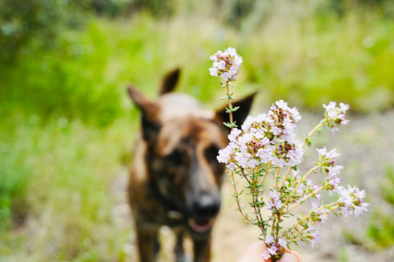 The image shows a close-up of a hand holding a small bouquet of purple and white flowers. In the background, there is a blurred image of a brown dog with its ears perked up, standing in a green, natural setting. The focus on the flowers with the dog in the background gives a sense of a pet-friendly outdoor environment.