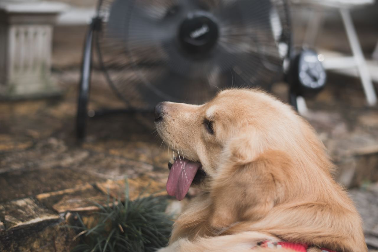 The image shows a golden retriever panting with its tongue out, sitting outdoors. In the background, there is a large fan, likely providing a cooling breeze to help the dog stay comfortable in the warm weather. The setting appears to be a patio or garden area with a stone floor and some greenery.