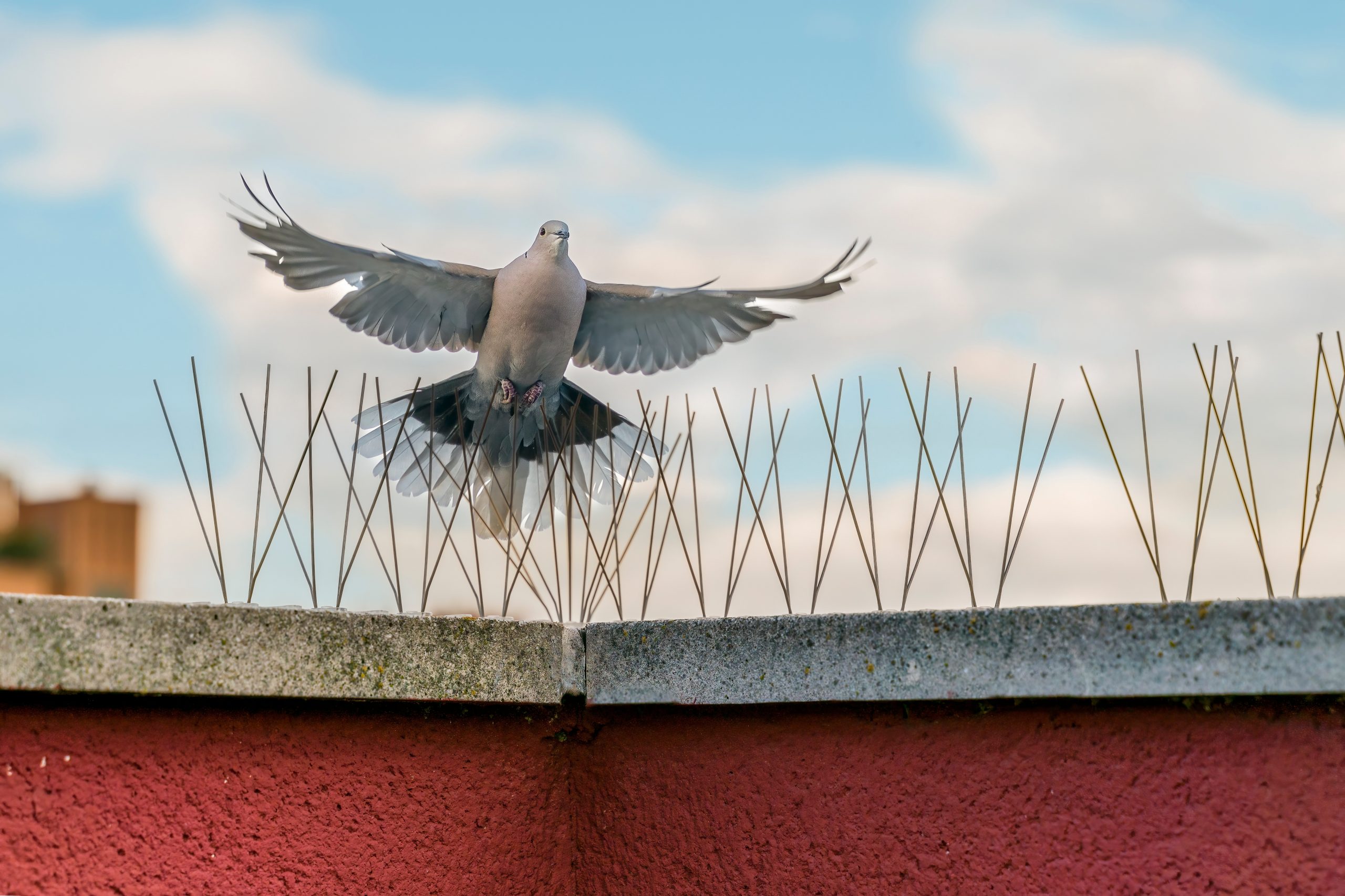 , How To Keep Birds Away From Your Patio