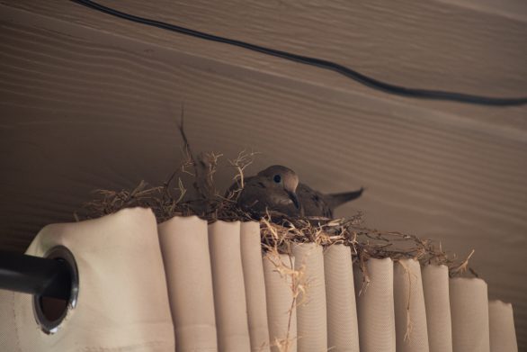 , How To Keep Birds Away From Your Patio